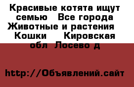 Красивые котята ищут семью - Все города Животные и растения » Кошки   . Кировская обл.,Лосево д.